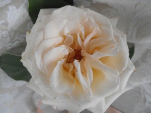 peach rose extreme close up