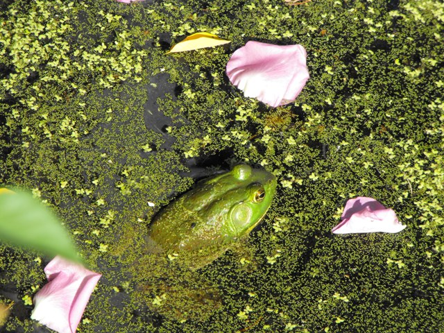 Frog and rose petals